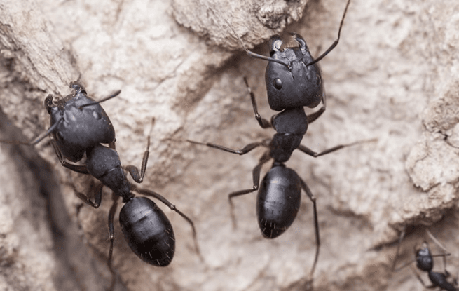 ants on wood