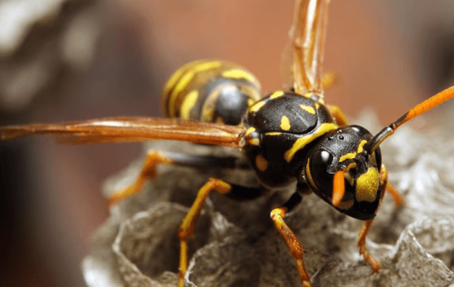 eastern yellow jacket with wings spread